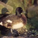 Image of Baer's Pochard