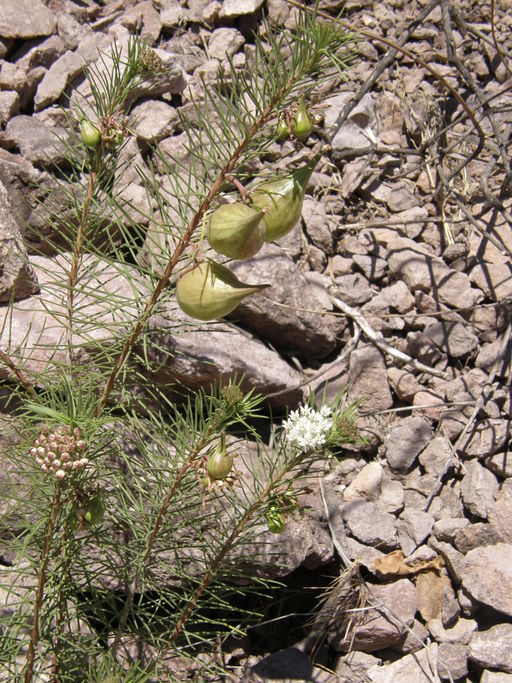 Imagem de Asclepias linaria Cav.