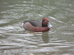 Image of Ferruginous Duck