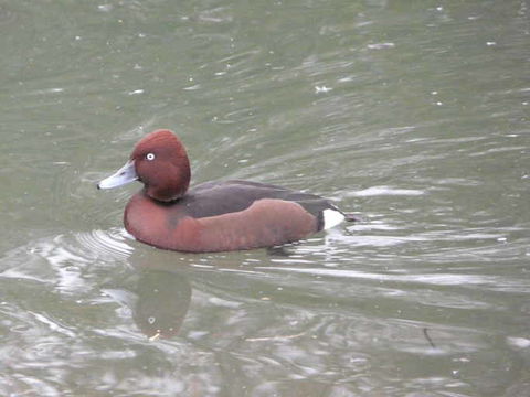 Image of Ferruginous Duck