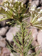 Imagem de Asclepias linaria Cav.