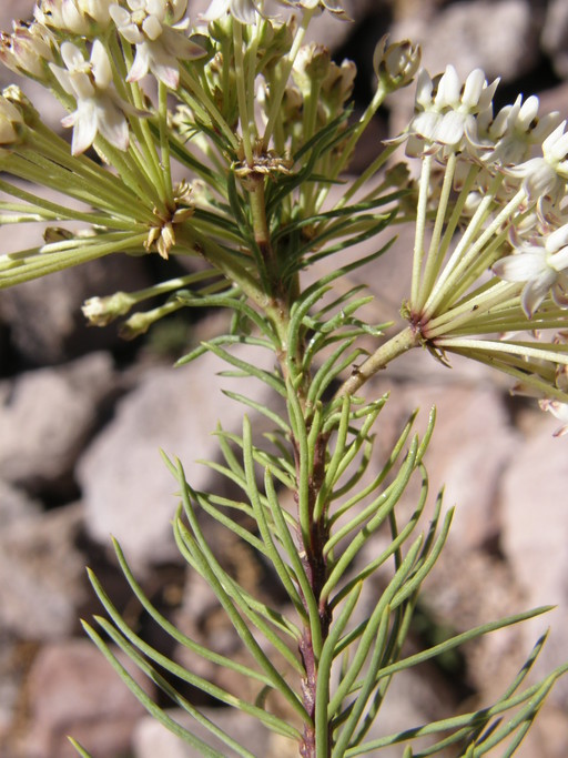 Image of pineneedle milkweed