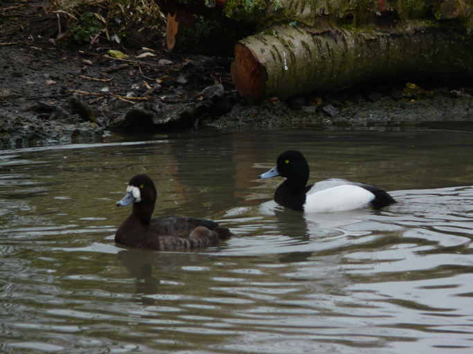 Image of Greater Scaup