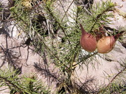 Imagem de Asclepias linaria Cav.