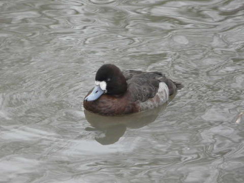 Image of Lesser Scaup