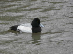 Image of Lesser Scaup