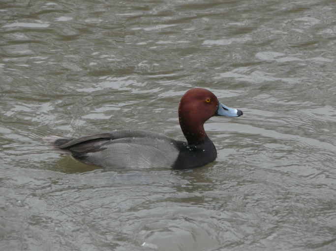 Image of Redhead