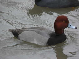 Image of Redhead