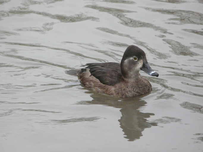 Image of Ring-necked Duck