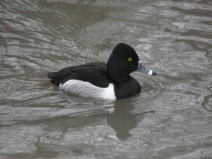 Image of Ring-necked Duck