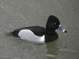 Image of Ring-necked Duck