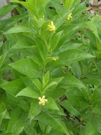 Image of Mandevilla foliosa (Müll. Arg.) Hemsl.