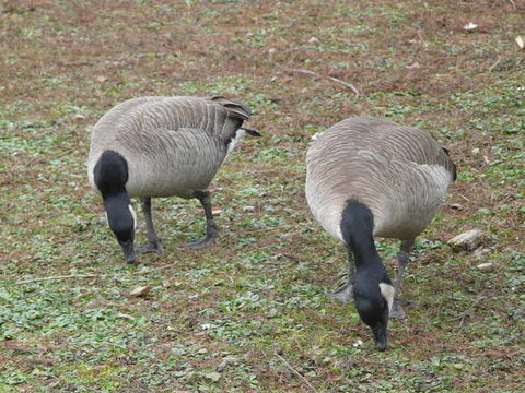 Plancia ëd Branta hutchinsii hutchinsii (Richardson 1832)