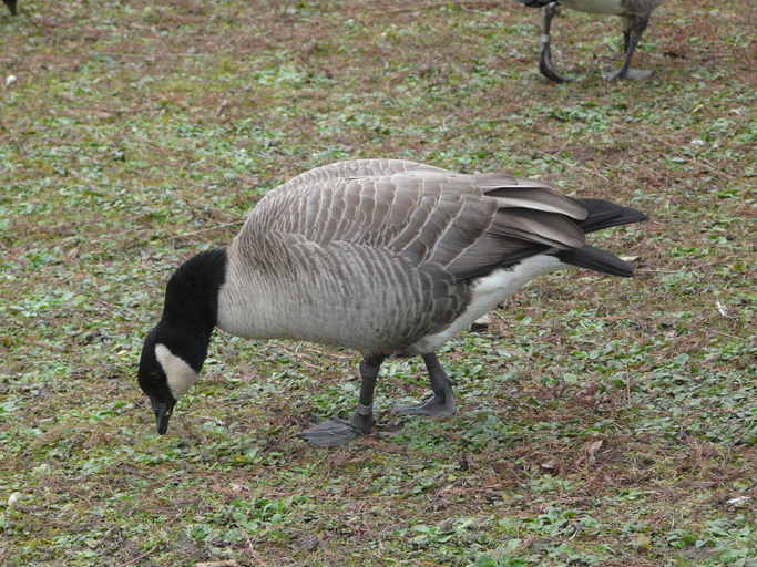 Plancia ëd Branta hutchinsii hutchinsii (Richardson 1832)