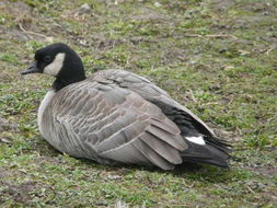 Plancia ëd Branta hutchinsii hutchinsii (Richardson 1832)