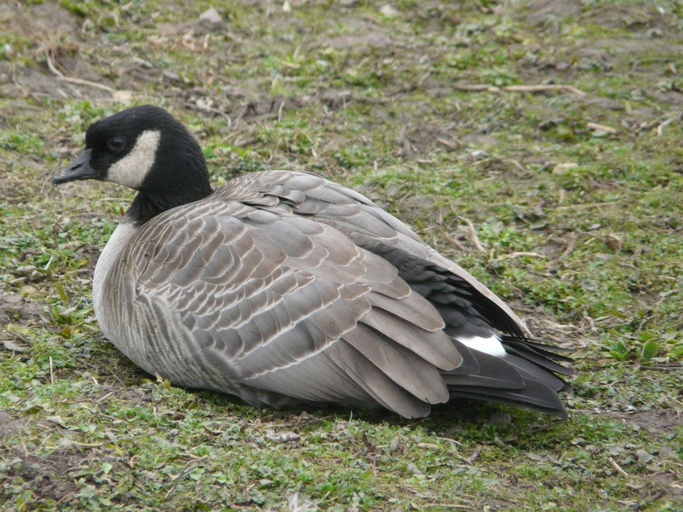 Image of Branta hutchinsii hutchinsii (Richardson 1832)