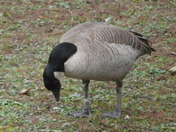 Plancia ëd Branta hutchinsii hutchinsii (Richardson 1832)