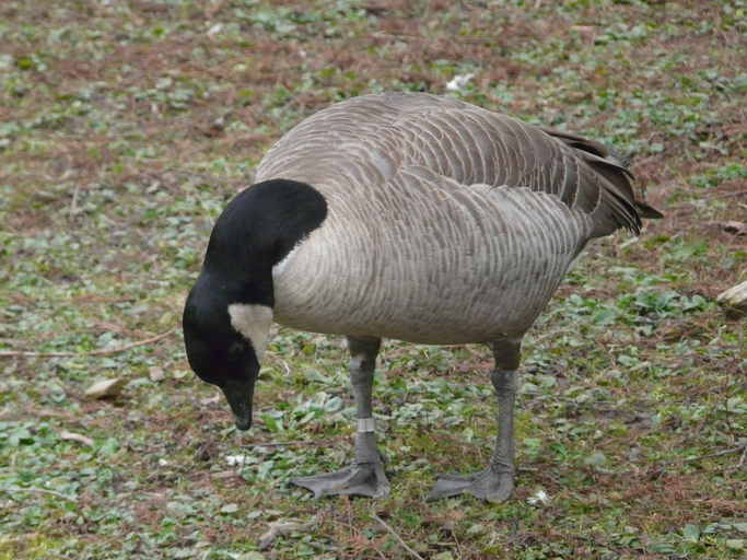 Plancia ëd Branta hutchinsii hutchinsii (Richardson 1832)