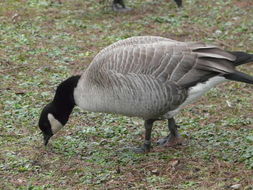 Plancia ëd Branta hutchinsii hutchinsii (Richardson 1832)