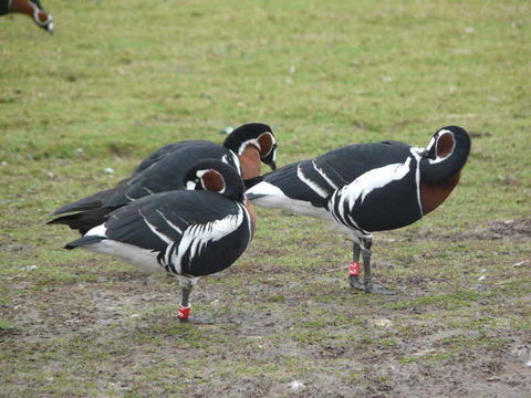 Image of Red-breasted Goose