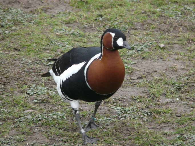 Image of Red-breasted Goose