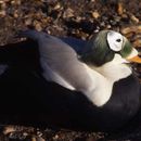 Image of Spectacled Eider