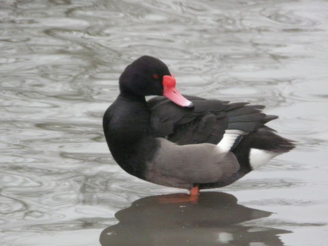 Image of Rosy-billed Pochard