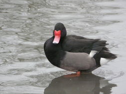 Image of Rosy-billed Pochard