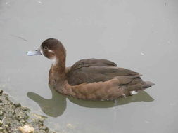 Image of Southern Pochard