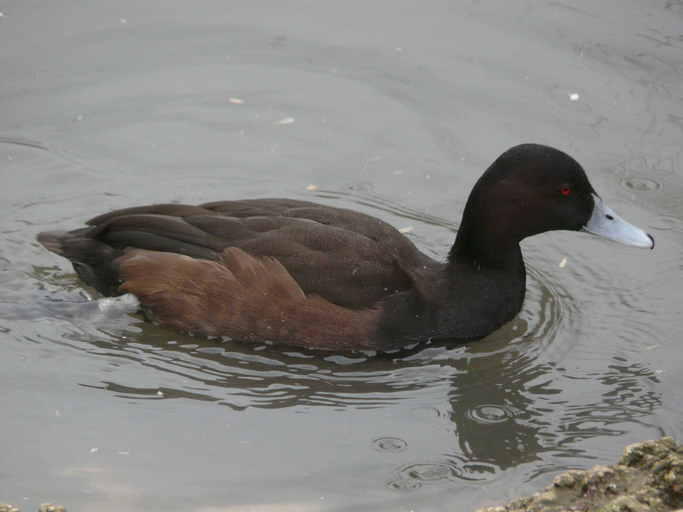 Image of Southern Pochard