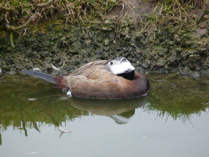 Image of White-headed Duck