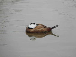 Image of White-headed Duck