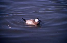 Image of White-headed Duck
