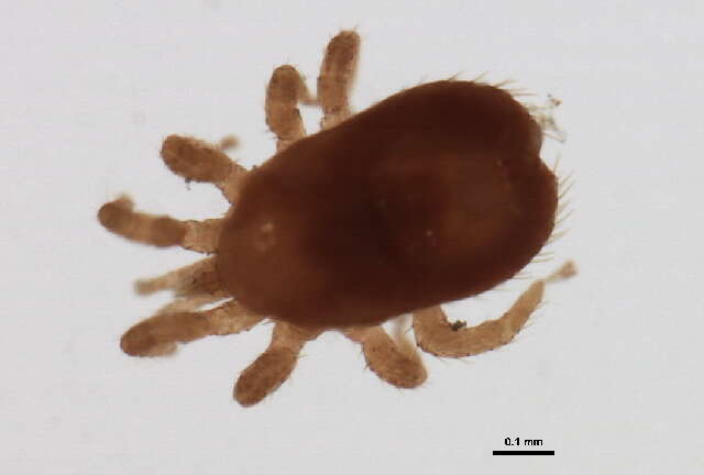 Image of tropical fowl mites