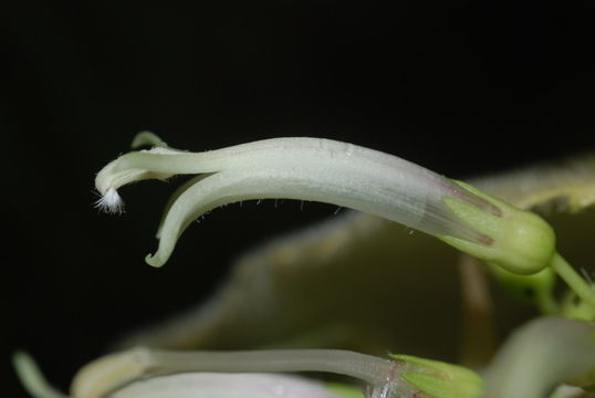 Image of Hairy Cyanea