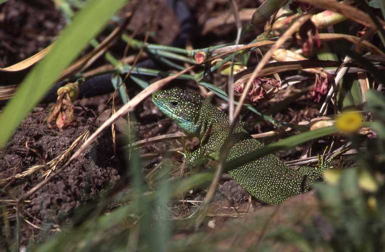 Image of Western Green Lizard