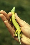 Image of Western Green Lizard