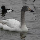 Image of Bewick's swan