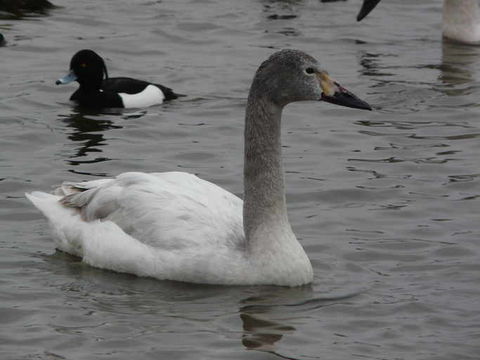 Слика од Cygnus columbianus bewickii Yarrell 1830