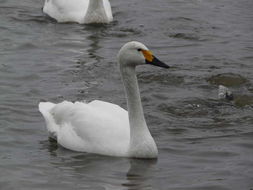 Image of Bewick's swan