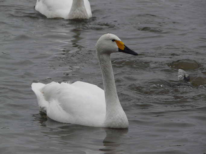 Image de Cygne de Bewick