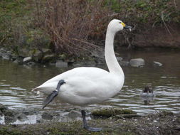 Image of Bewick's swan