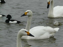 Image of Bewick's swan