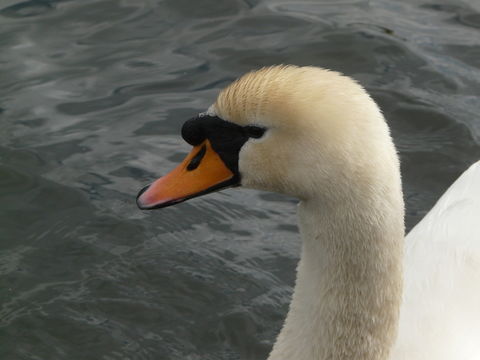 Image of Mute Swan