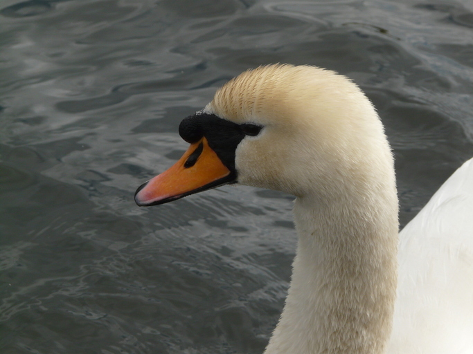 Image of Mute Swan