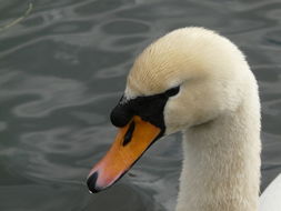 Image of Mute Swan