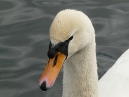 Image of Mute Swan