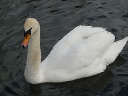 Image of Mute Swan