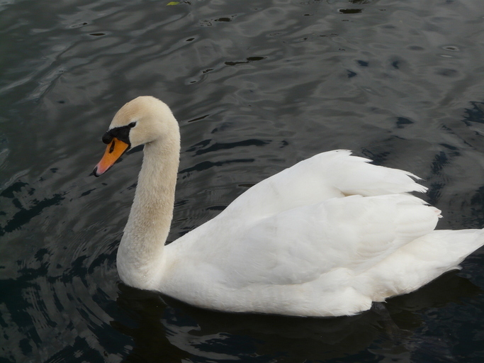 Image of Mute Swan