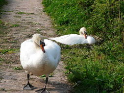 Image of Mute Swan